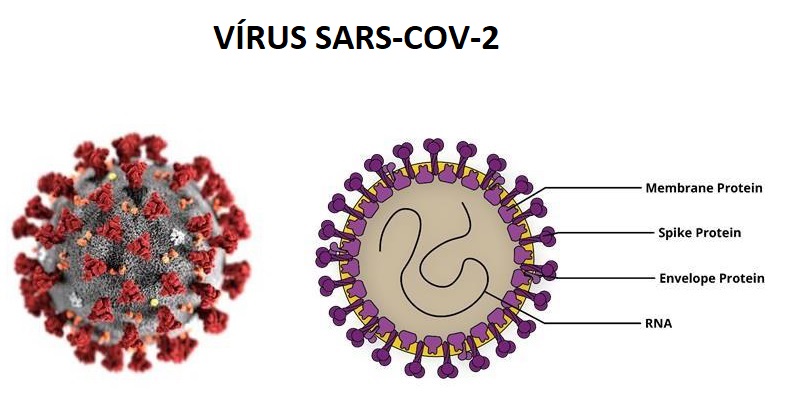 VIRUS SARS - COV - 2