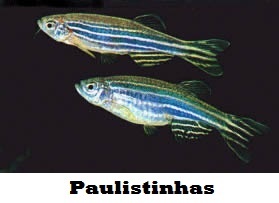 Paulistinhas 1