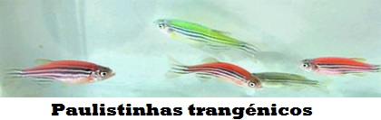 Paulistinhas-modificados